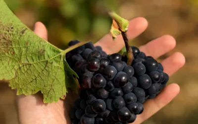 Agrícola : 3 buenas prácticas de postcosecha en uva vinífera