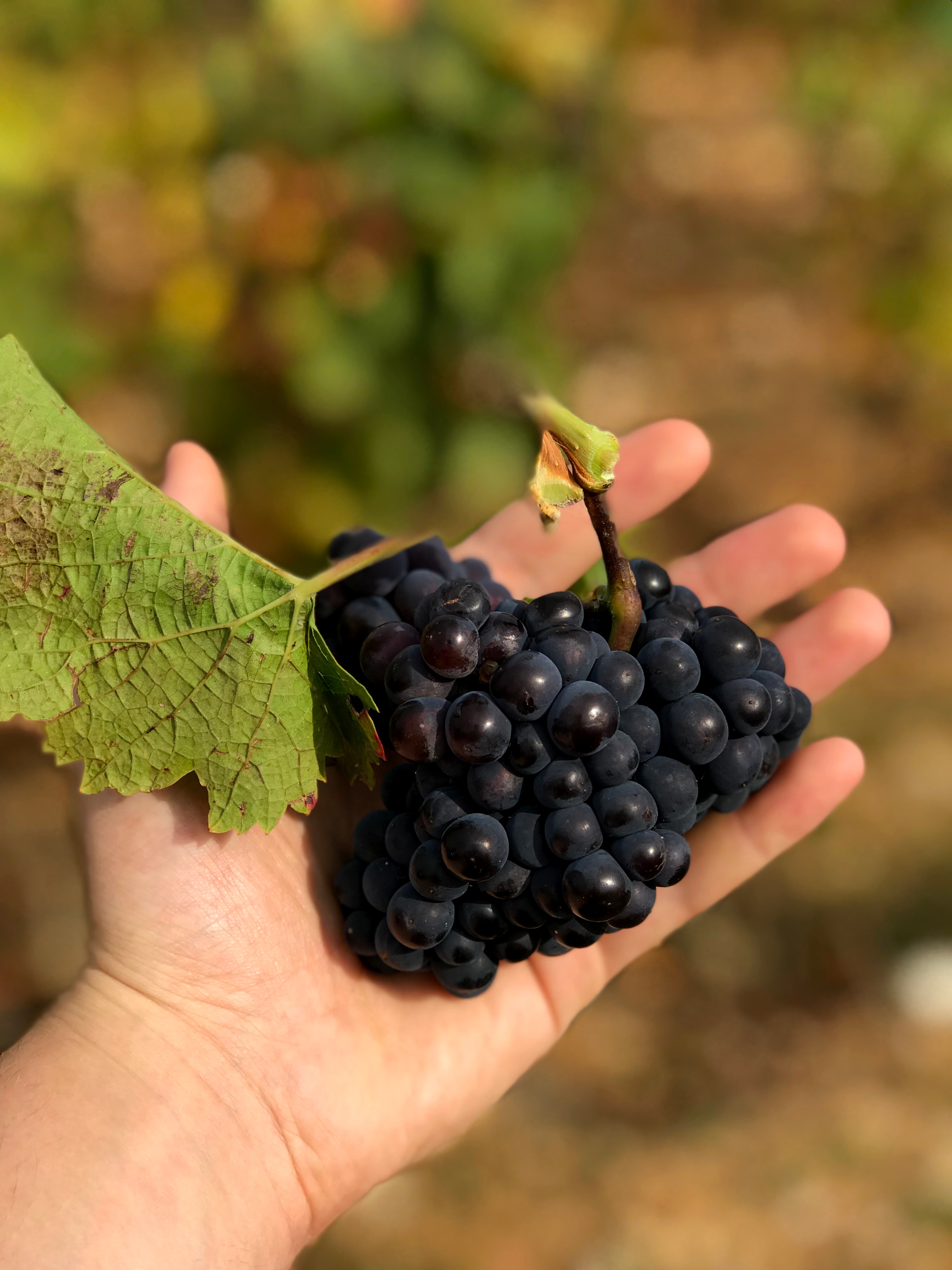 Agrícola : 3 buenas prácticas de postcosecha en uva vinífera